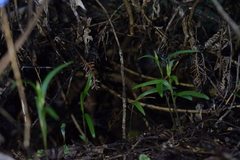 Pterostylis porrecta