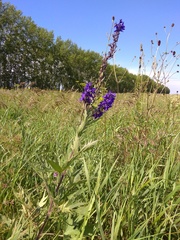 Delphinium retropilosum