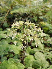 Heracleum sphondylium