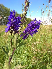 Delphinium retropilosum