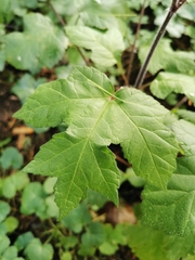 Heracleum sphondylium