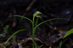 Pterostylis porrecta