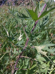 Delphinium retropilosum