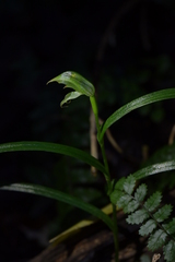 Pterostylis porrecta