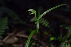 Pterostylis porrecta