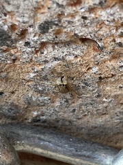 Menemerus bivittatus