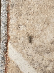 Menemerus bivittatus