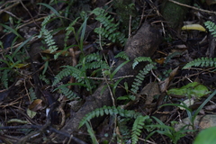 Pterostylis porrecta