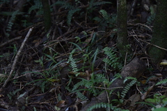 Pterostylis porrecta