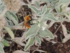 Marrubium incanum