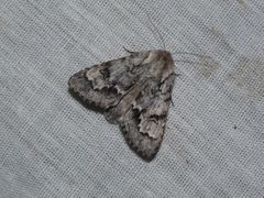 Acronicta menyanthidis