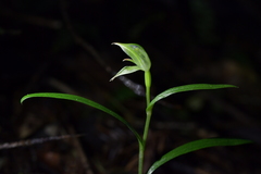 Pterostylis porrecta