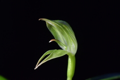 Pterostylis porrecta
