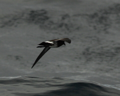 Fregetta maoriana