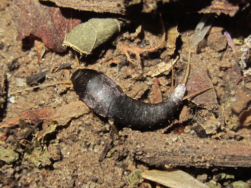Silverfish