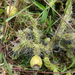 Opuntia pubescens - Photo 由 Martín Sánchez Vilchis 所上傳的 (c) Martín Sánchez Vilchis，保留部份權利CC BY-SA