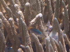 Pomacentrus lepidogenys