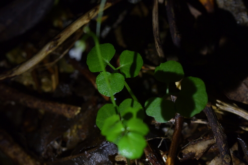 Image of Cardamine dolichostyla by (c) Christopher Stephens, some rights reserved (CC BY-SA)