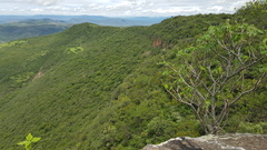 Cnidoscolus rostratus