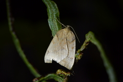 Sestra humeraria