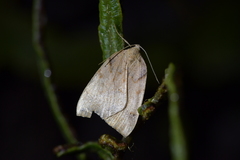 Sestra humeraria