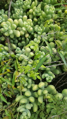 Sedum allantoides
