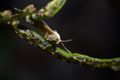 Sestra humeraria