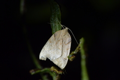 Sestra humeraria