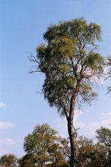 Gonopterodendron sarmientoi