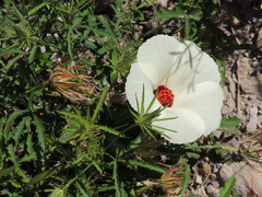 Hibiscus biseptus