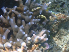 Porites cylindrica