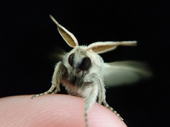 Phragmataecia castaneae