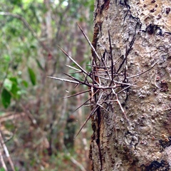 Xylosma bahamensis