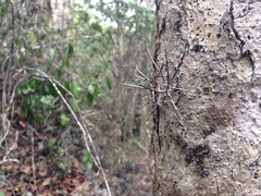 Xylosma bahamensis