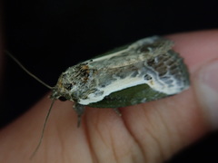 Stenoloba jankowskii