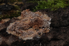 Raduliporus aneirinus