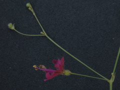 Boerhavia gracillima