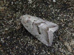 Phyllophila obliterata