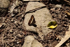 Adelpha corcyra corcyra