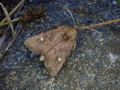 Helotropha leucostigma