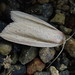 Flame Wainscot - Photo (c) も, some rights reserved (CC BY-NC), uploaded by も