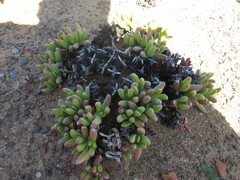 Peersia macradenia