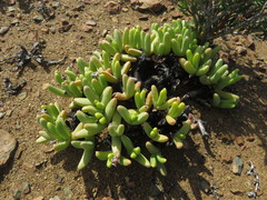 Peersia macradenia