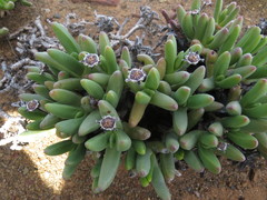Peersia macradenia