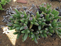 Peersia macradenia