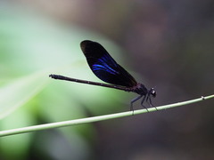 Euphaea splendens