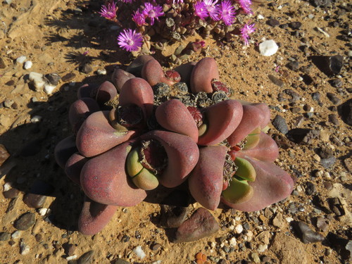 rock mesemb (Tanquana prismatica)