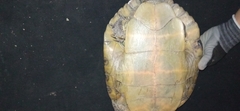 Trachemys yaquia