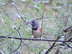Pipilo maculatus magnirostris