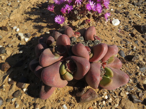 Image of Tanquana prismatica by (c) James Deacon, some rights reserved (CC BY-SA)